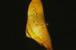 Juvenile Batfish (Platax orbicularis)
Solomon Islands- ... by Paul Waldeck 